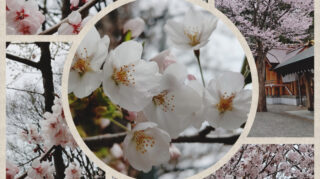 今年の桜・梅